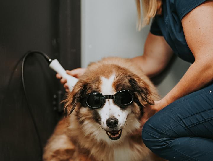 what-does-laser-treatment-do-for-dogs